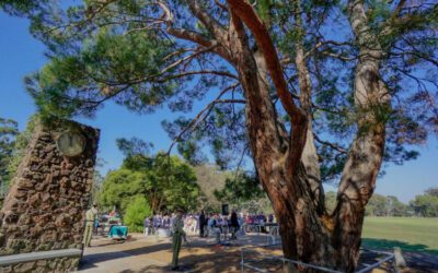 Wattle Park Patriotic Area: The Connection to Camberwell RSL